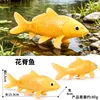 ปลาหลังดอกไม้ 951 สีสันสดใส