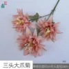 Three-headed Claw Chrysanthemum XH Autumn Pink