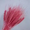 Rose Madder