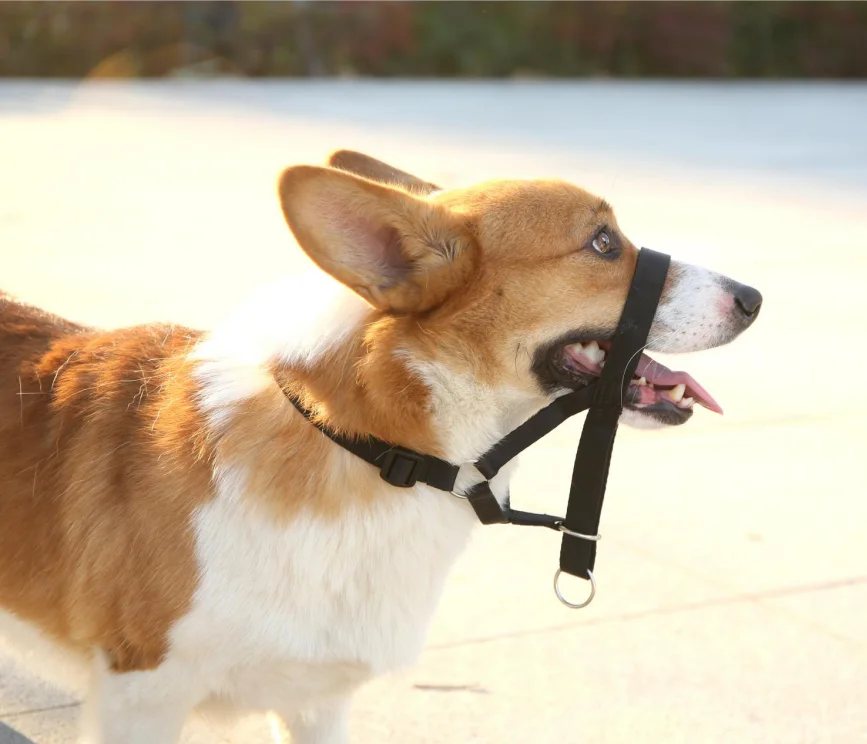 What Is The Best Head Collar For A Dog