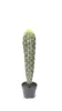Colonna gigante gialla Thorn 4#65cm