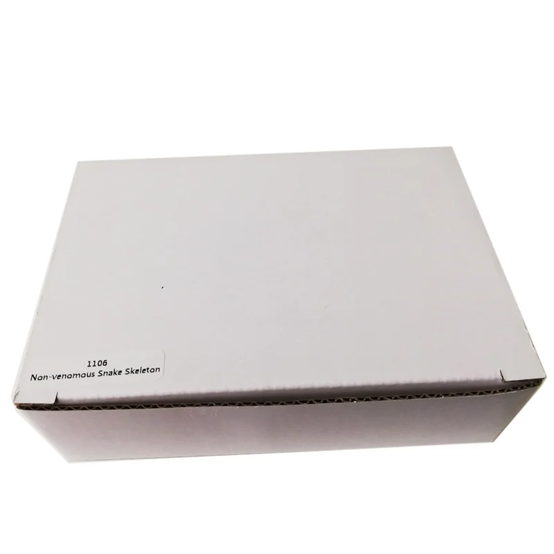 Gelsonlab HSBS-006 Educational Non Venomous Snake Skeleton Embedded Biological Specimens