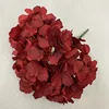 5 leafless hydrangeas