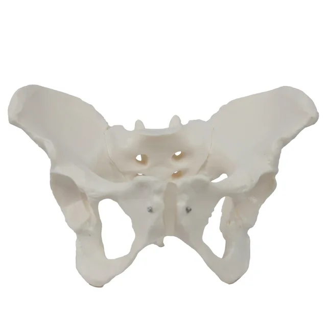 Low price direct wholesales female pelvic model, pelvic organ, skeletal anatomy teaching, simulated female skeletal model supply