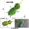 Colorida M-2839 Sphenius hoja espalda Mantis