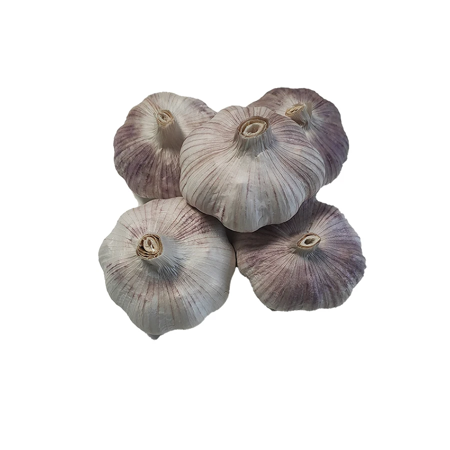 fresh normal white garlic supply