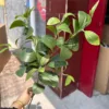Hoja de haba de tacto suave, 100 cm.