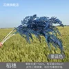 Orejas de arroz azul tinta
