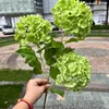 3 teste in legno di ortensia verde