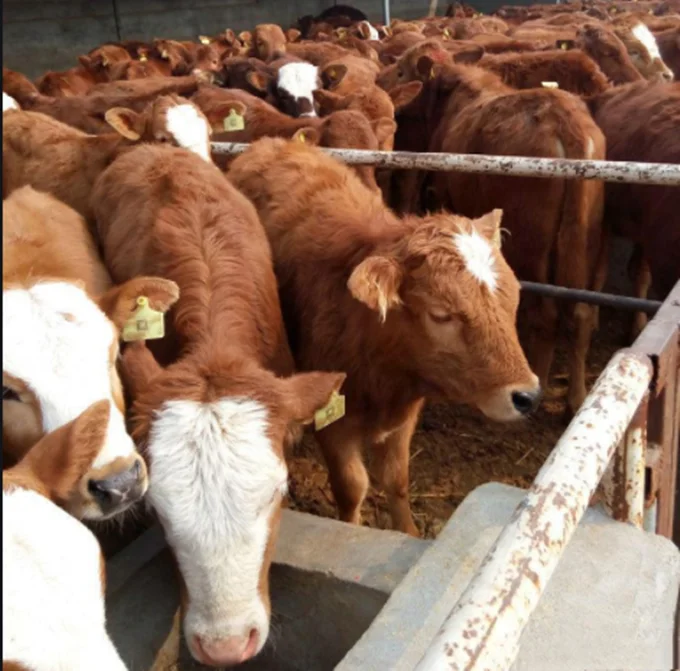 Production Line Cow Abattoir Slaughtering Processing Halal Slaughterhouse Equipment From China