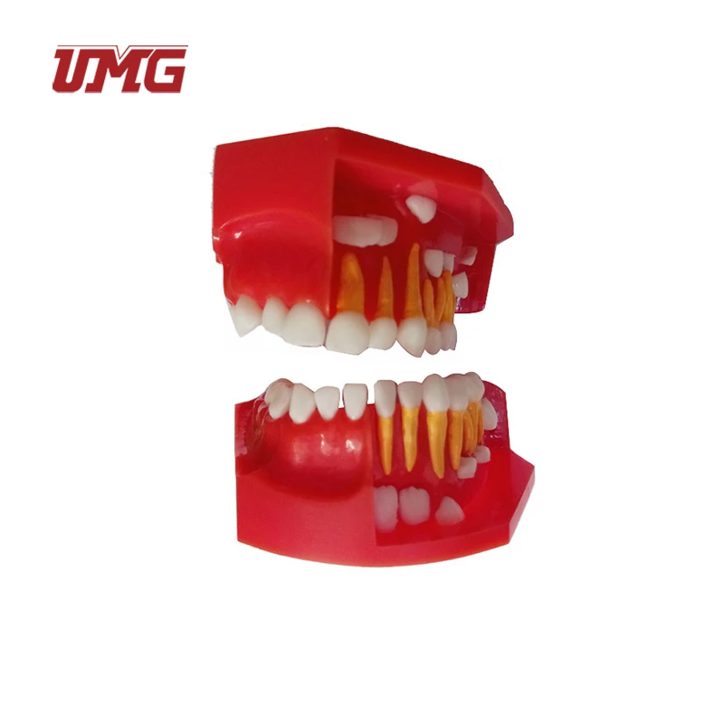 Baby Teeth Primary and Permanent Alternate Anatomical Model