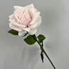 Rosa chiaro