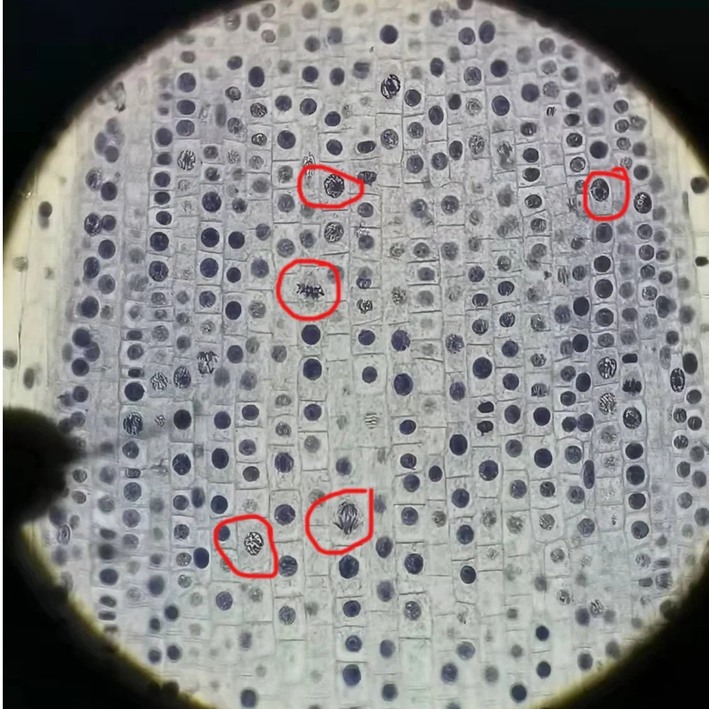 Клетка митоза кончика лука ясно показывает все стадии генетика растений биология растительного митоза подготовленные слайды микроскопа