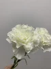 สีขาว
