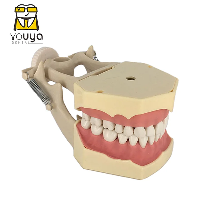 
 Высококачественная модель зубных протезов 32 зуба на замену, модель зубных протезов  