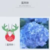 บลูเบลล์ป่า
