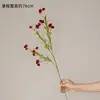 Fruit du noyau de terre rouge
