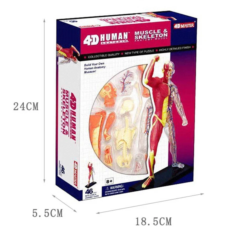 4D Master Puzzle Human Muscle Model 46parts Assembled Human Anatomy Model Toy