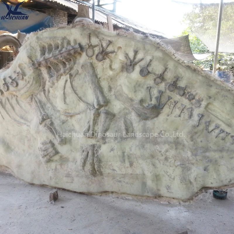 Haichuan Custom Life Size Fiberglass Dinosaur Fossil Wall Decoration Props for Museum Exhibition Dinosaur Skeleton Replica