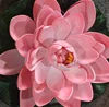 Rosa loto