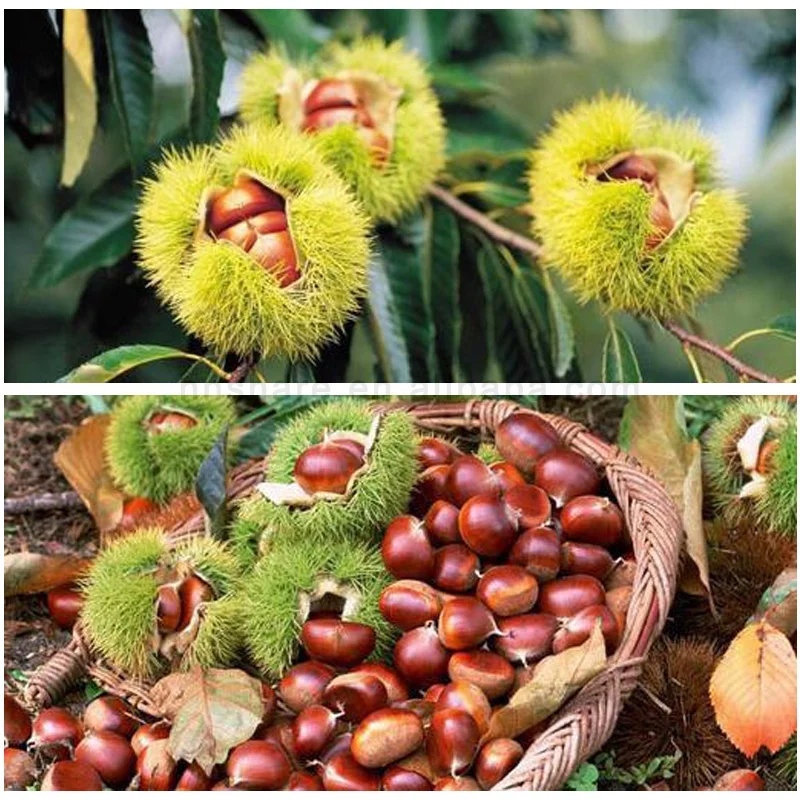 Chestnut Shell Splitter Chestnut Peeler Water Chestnut Peeling Machine