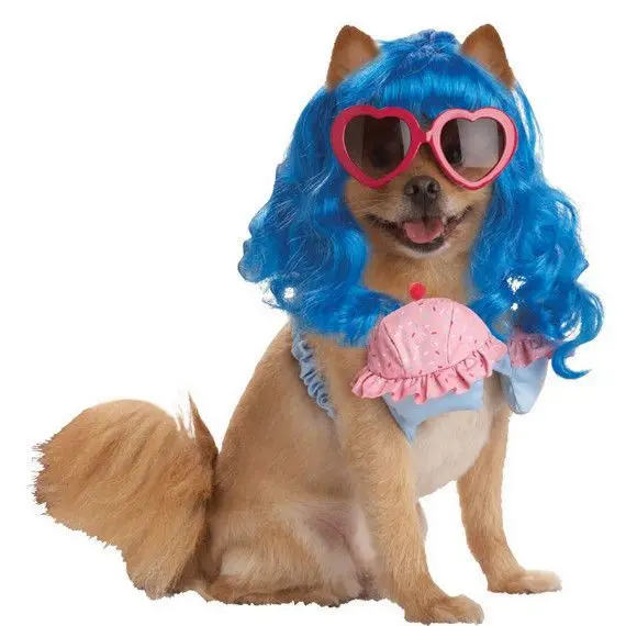 celebrity dog clothes