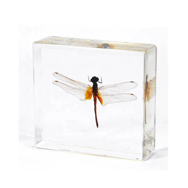 Insect Taxidermy Clear Acrylic Craft Gifts Dragonfly Paperweight for Exhibition