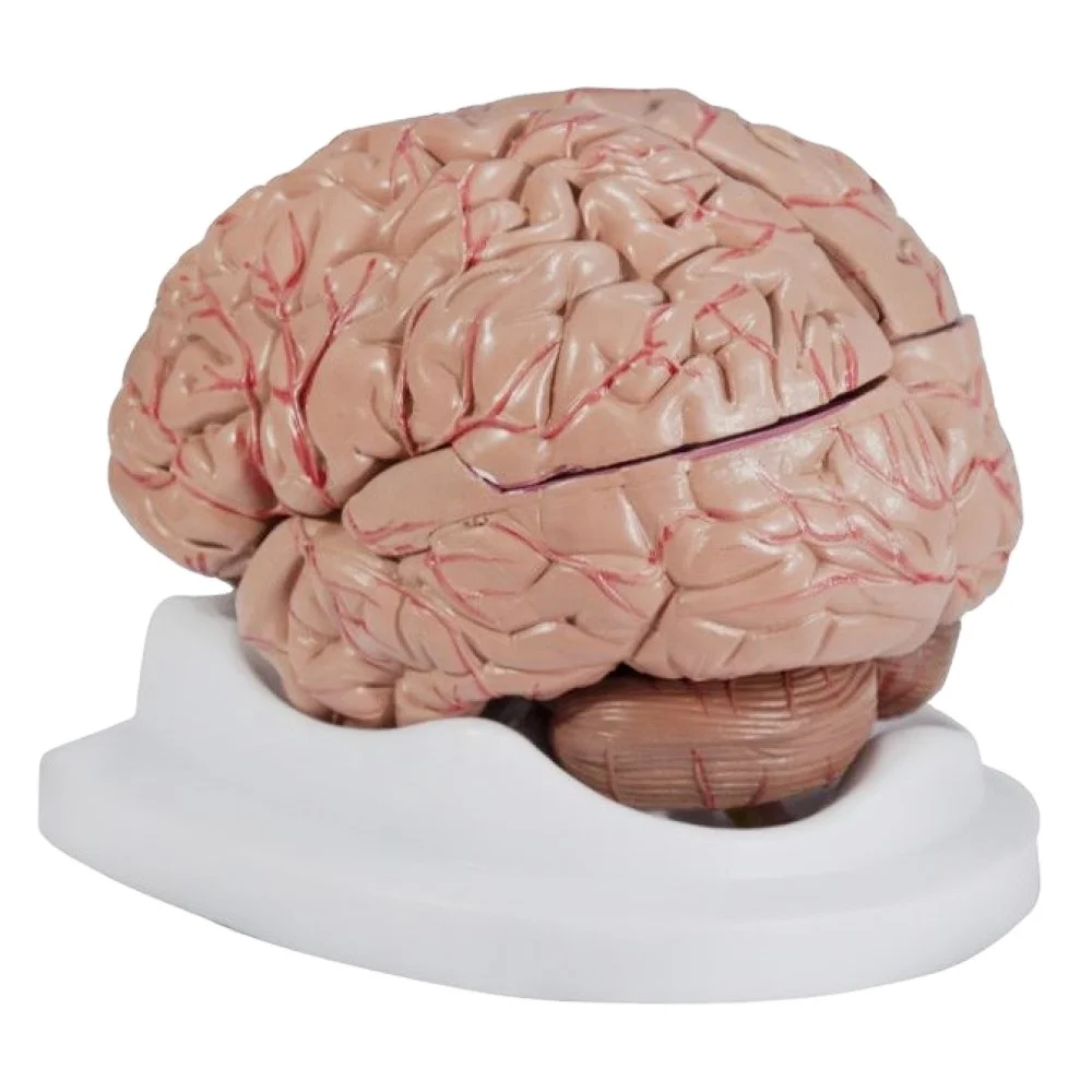 Brain model