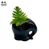 elefante nero (mix di succulente)