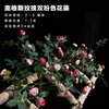 Double pink Augsburg rose vine, 1.75 meters tall