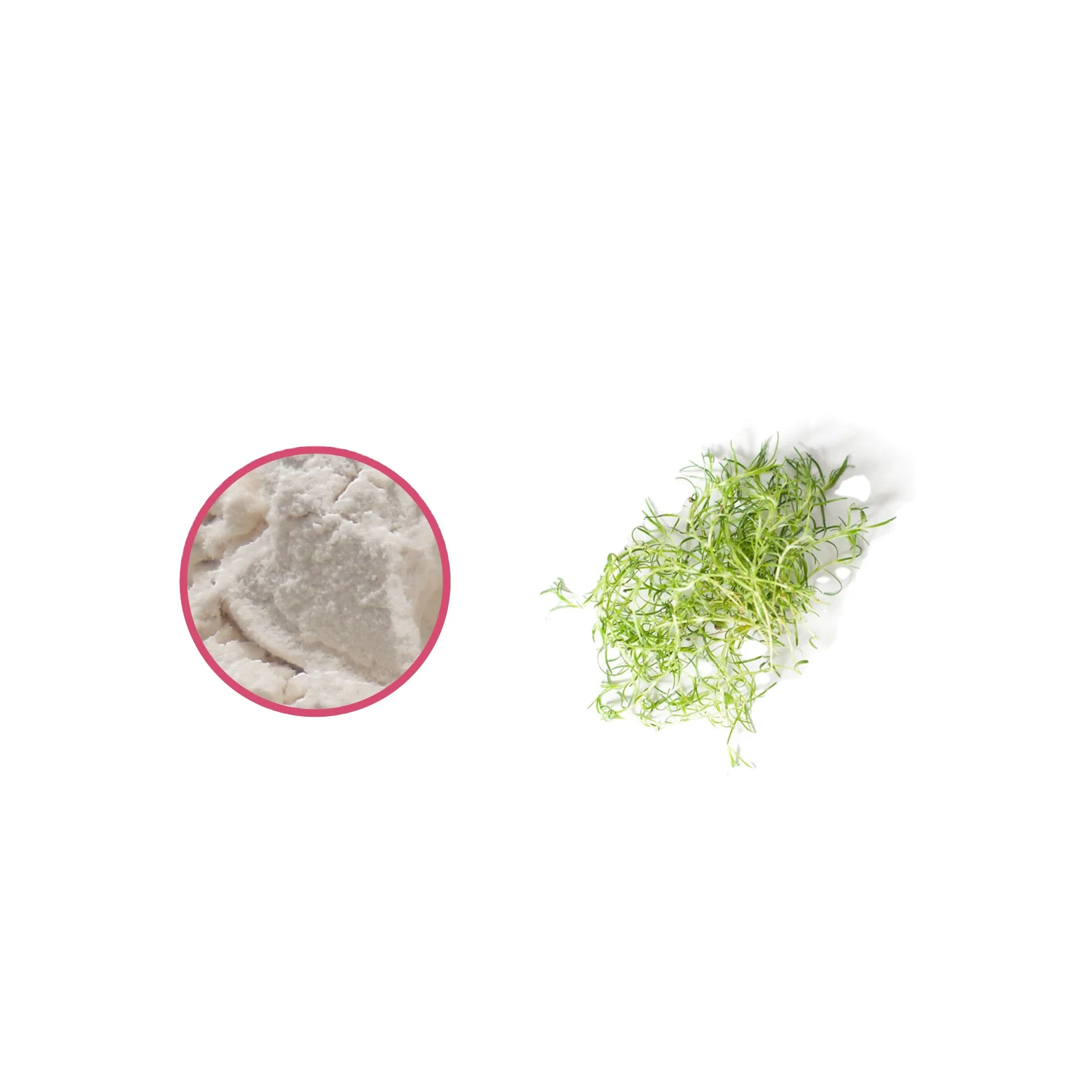 Iceland Sea Moss Powder Sea Moss Extract