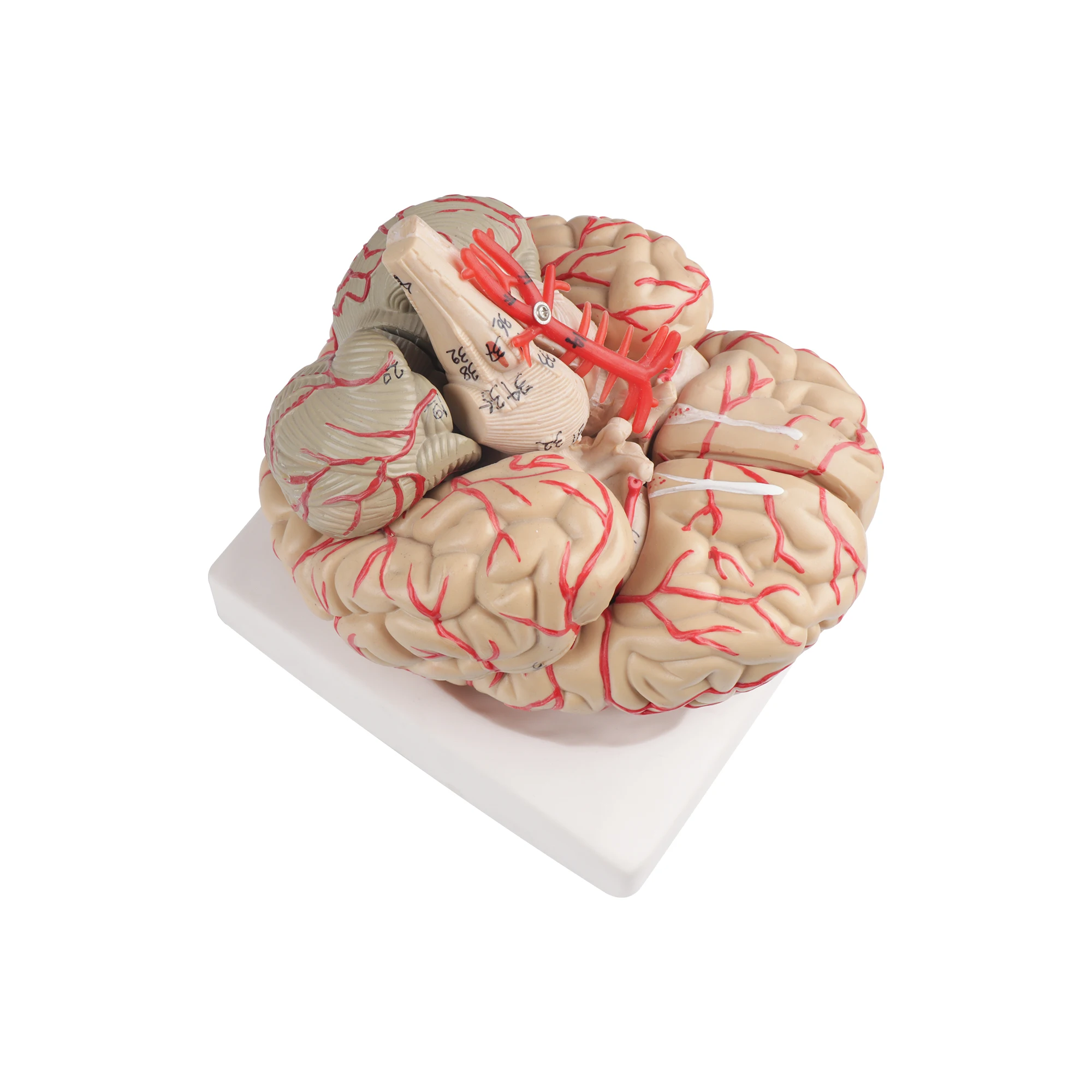 Human Brain Anatomy Model With Brain Function Area & Artery Structure PVC Plastic Color Classification Including Cranial Nerves