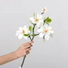Magnolia del lago occidentale-bianco sporco-60 cm