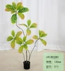 green garden croton