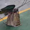 Como se muestra