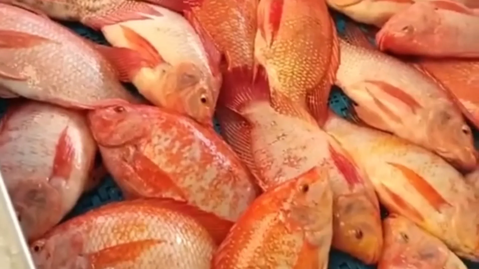 Farming Frozen Red Tilapia Whole Fish 500800g Buy Frozen Fish Red
