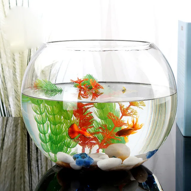 Round Fish Extra Large Glass Goldfish Bowl Shop Our Clear Fish