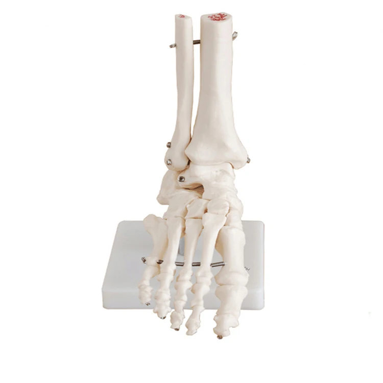30x18x11cm Human Skeleton Model , Pvc 0.8kg Anatomical Foot Model