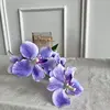 Viola