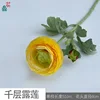 Thousand Layer Dew Lotus MHHC 4 Yellow