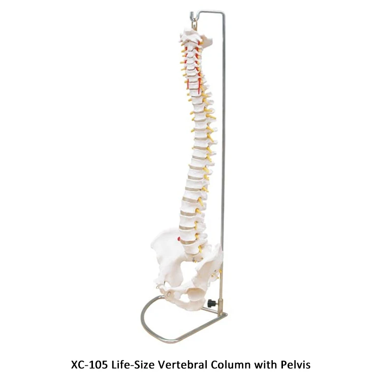 Xc-107a Vertebral Column And Painted Muscles - Buy Vertebral Column ...