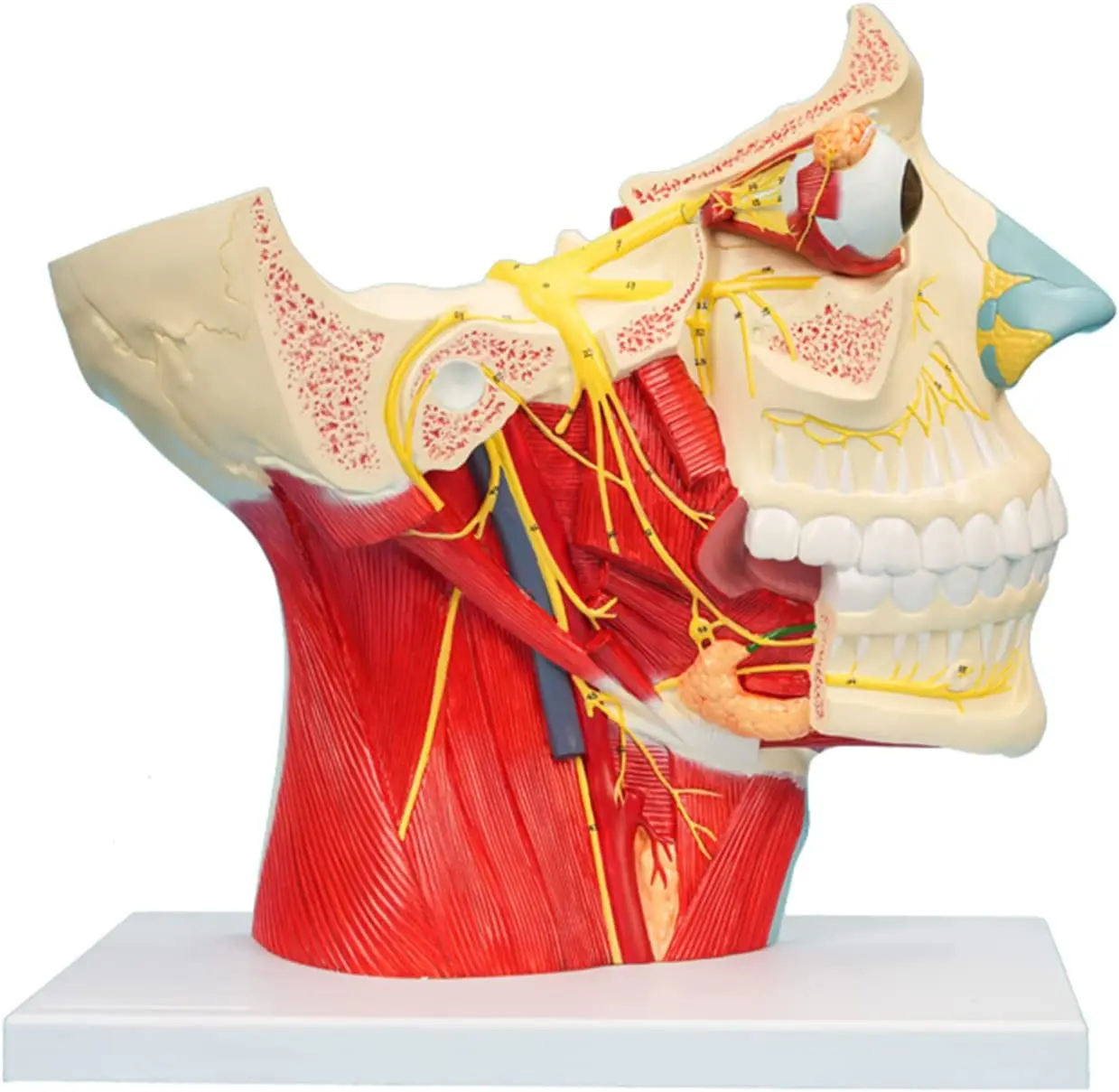 Human Cranial and Nerves Anatomical Model Brain Nerve Model Cranial Nervous System Anatomy Model Enlarged Nasal Vascular Muscle
