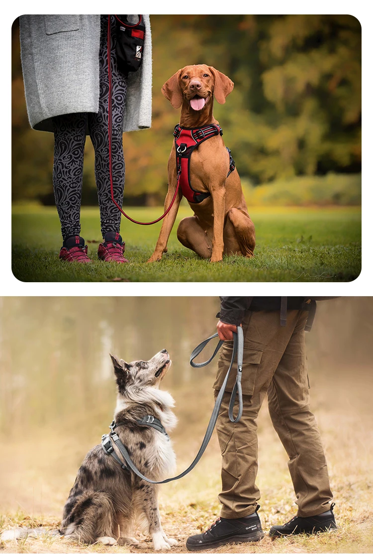 Truelove Classic 2023 Best Sell Adjustable Dog Harness And Leash Collar