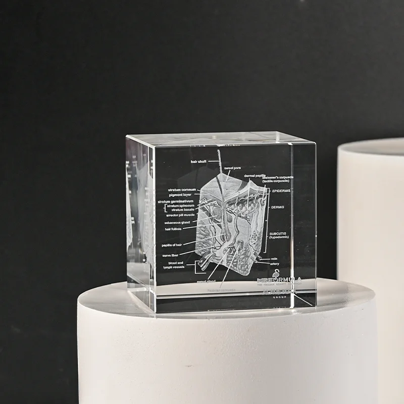 3D Laser Engraved Human Skin Model K9 Crystal Medical Teaching Anatomical Display Block