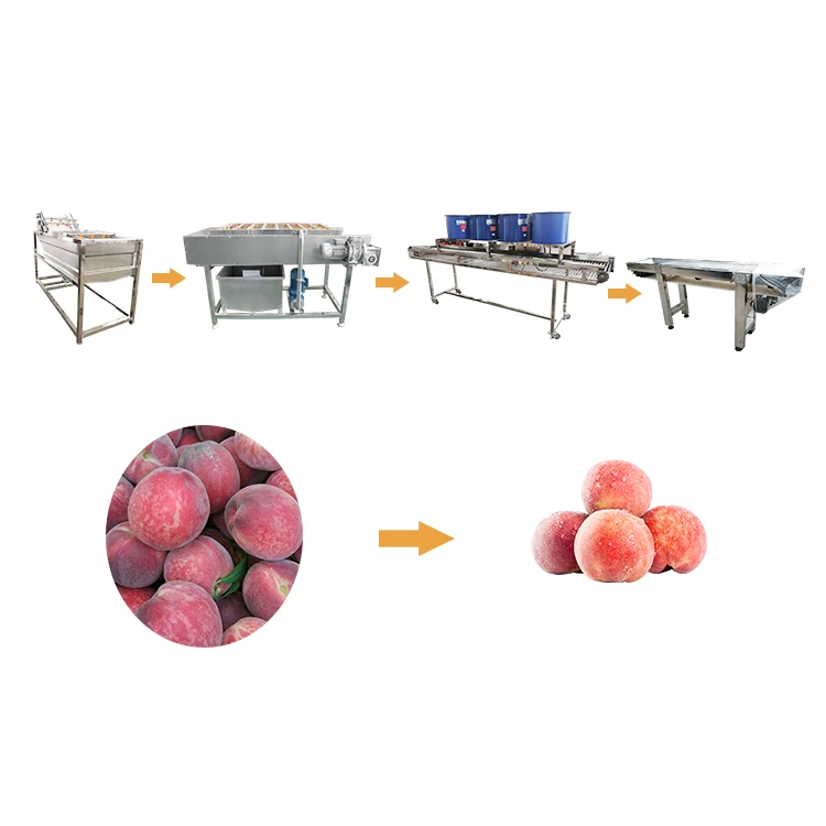 Fruits Export Company Jamun Washing and Dry Processing Line
