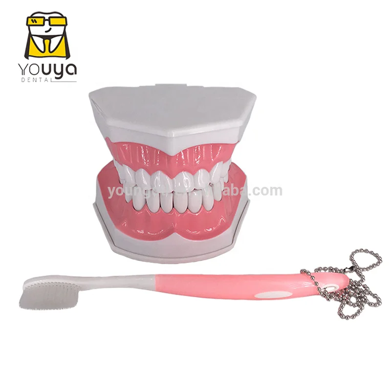 Пластиковая съемная модель анатомии зубов, демонстрационная модель для стоматологического исследования с зубной щеткой