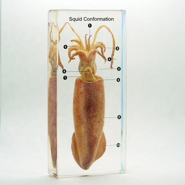 Preserved Biological Specimen Acrylic Teaching Resources Squid Conformation Block for Classroom Supplies