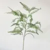 Persia grande verde