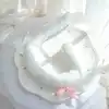 Coda di gatto bianca