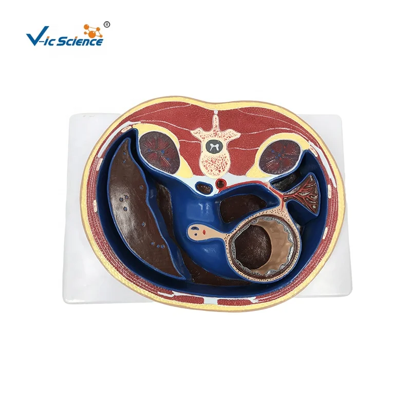 Schematic Cross Section Through Abdomen (T12) Anatomical Medical Models ...